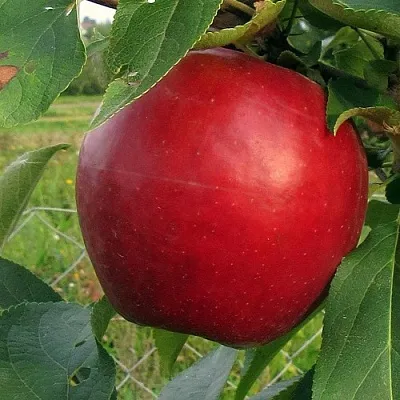 Яблоня РЕДФРИ  Яблоня РЕДФРИ в Туле