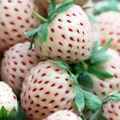 Клубника АНАНАСА ремонтантная в Туле