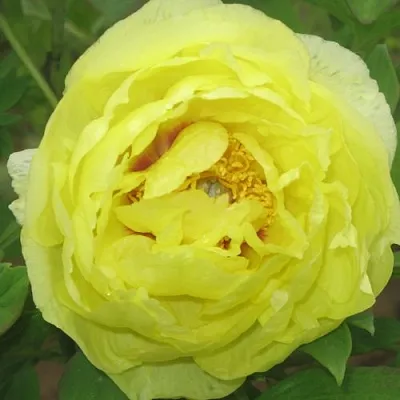 Пион ЗОЛОТО ПОДНЕБЕСНОЙ древовидный в Туле