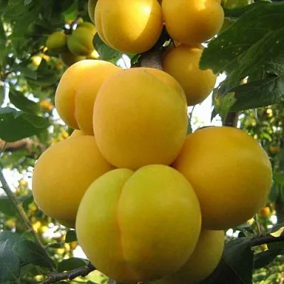 Слива ЛОДВА в Туле