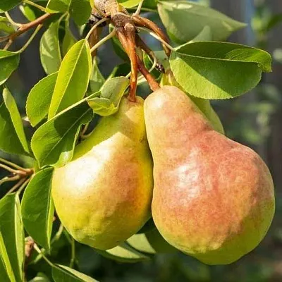 Летние сорта Летние сорта в Туле