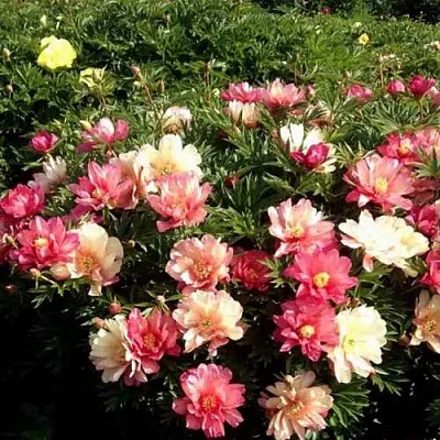 Пион ДЖУЛИЯ РОУЗ ито-гибрид  Пион ДЖУЛИЯ РОУЗ ито-гибрид в Туле