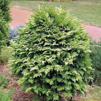 Туя ВАРЕАНА ЛЮТЕСЦЕНС западная  Туя ВАРЕАНА ЛЮТЕСЦЕНС западная в Туле