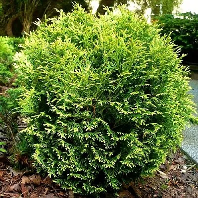 Туя ВОТЕРФИЛД западная в Туле