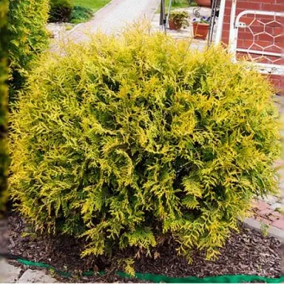 Туя КОЛЛЕРС ГОЛД складчатая в Туле