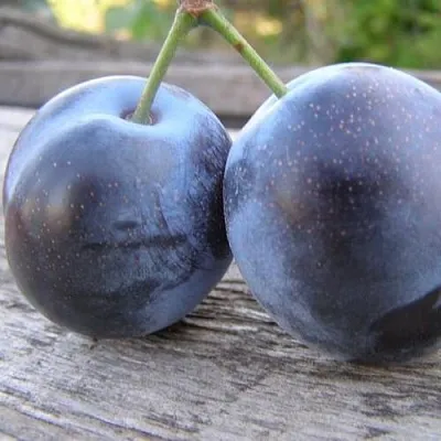 Слива БЛЮФРИ  Слива БЛЮФРИ в Туле