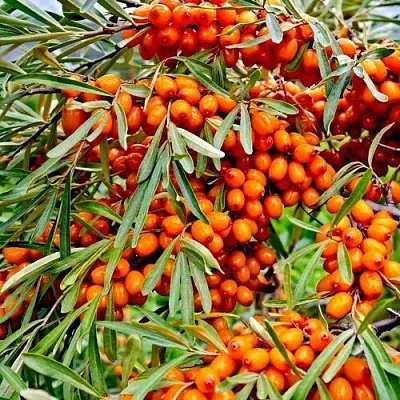 Облепиха ДЖЕМОВАЯ в Туле