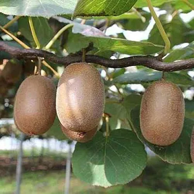 Актинидия ЗАКАРПАТЬЕ деликатесная  Актинидия ЗАКАРПАТЬЕ деликатесная в Туле