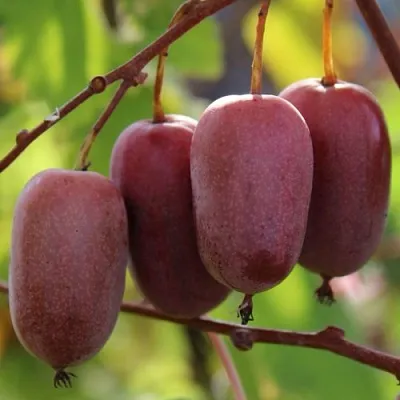 Актинидия ПУРПУРНО САДОВАЯ  аргута  Актинидия ПУРПУРНО САДОВАЯ  аргута в Туле