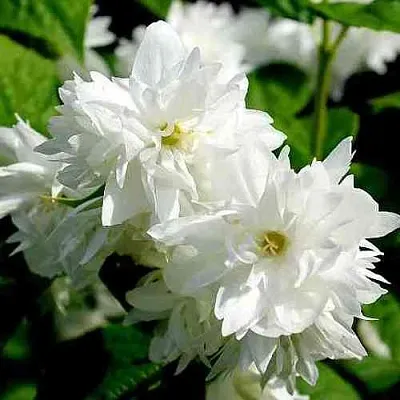 Жасмин ДАМ БЛАНШ  Жасмин ДАМ БЛАНШ в Туле