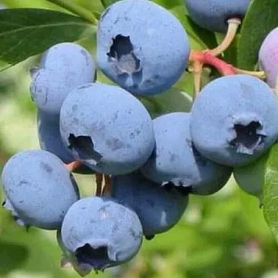 Голубика ДАРРОУ в Туле