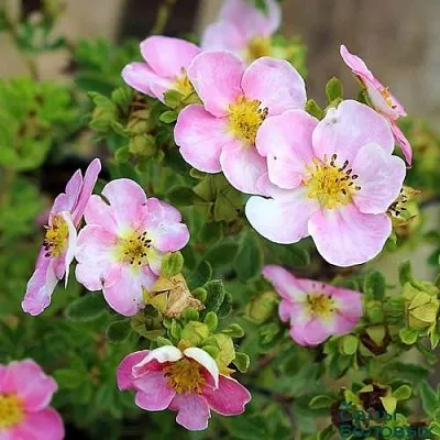 Лапчатка НЬЮ ДАУН кустарниковая  Лапчатка НЬЮ ДАУН кустарниковая в Туле