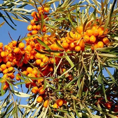 Облепиха ДАР МГУ в Туле