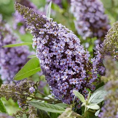 Буддлея давида БАТТЕРФЛЯЙ КАНДИ ЛИЛА СВИТХАРТ  Буддлея давида БАТТЕРФЛЯЙ КАНДИ ЛИЛА СВИТХАРТ в Туле