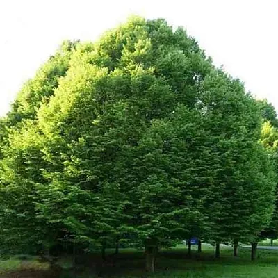 Граб японский  Граб японский в Туле