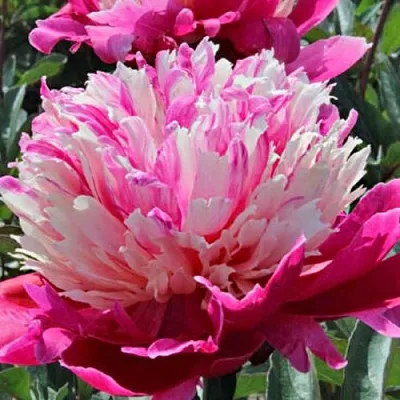 Пион ДЕЙДРИМ травянистый  Пион ДЕЙДРИМ травянистый в Туле