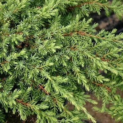 Можжевельник  Можжевельник в Туле