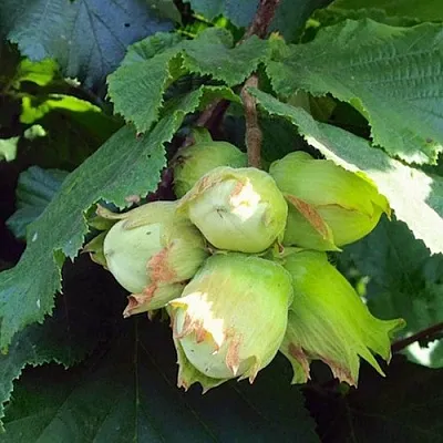 Фундук ТАМБОВСКИЙ РАННИЙ в Туле