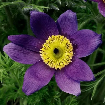 Прострел ПИНВИЛ БЛЮ ШЕЙДЕС в Туле