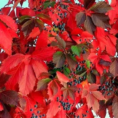 Девичий виноград в Туле