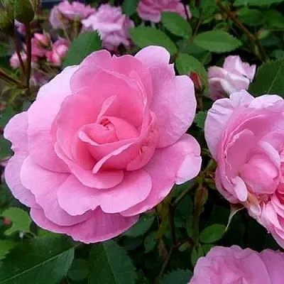 Саженцы роз ДЖОН ДЭВИС плетистая  Саженцы роз ДЖОН ДЭВИС плетистая в Туле