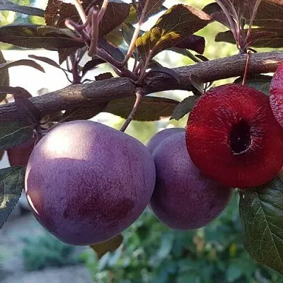 Слива ПАННА   Слива ПАННА  в Туле