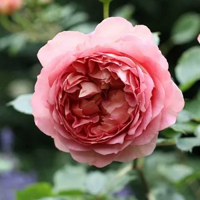 Саженцы роз РИДЖЕНТС ПАРК чайно-гибридная  Саженцы роз РИДЖЕНТС ПАРК чайно-гибридная в Туле