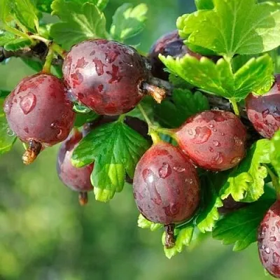 Крыжовник СЕРЕНАДА  Крыжовник СЕРЕНАДА в Туле