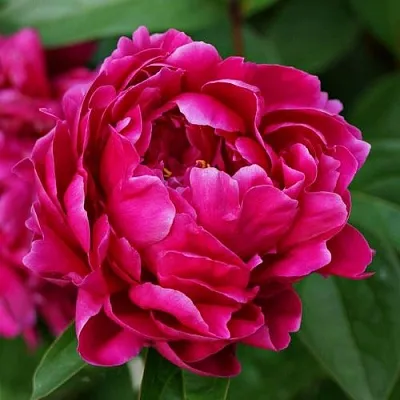 Пион ЛУИ ВАН-ГУТТ травянистый  Пион ЛУИ ВАН-ГУТТ травянистый в Туле