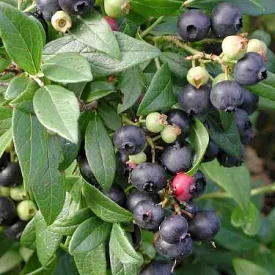 Голубика ПУТТЕ  Голубика ПУТТЕ в Туле