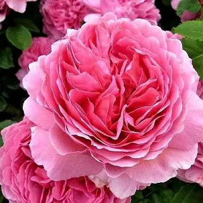 Саженцы роз ПРИНЦЕССА АЛЕКСАНДРА ОФ КЕНТ английская  Саженцы роз ПРИНЦЕССА АЛЕКСАНДРА ОФ КЕНТ английская в Туле