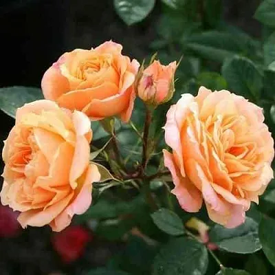 Саженцы роз КЛЕМЕНТИНА миниатюрная  Саженцы роз КЛЕМЕНТИНА миниатюрная в Туле