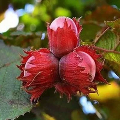 Фундук КРАСНЫЙ ЯНТАРЬ в Туле