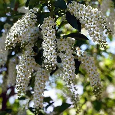 Черемуха виргинская ШУБЕРТ  Черемуха виргинская ШУБЕРТ в Туле