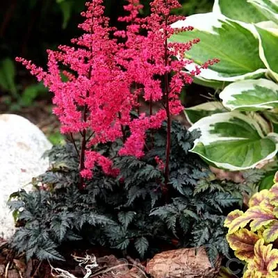 Астильба МУЛЕН РУЖ курчавая  Астильба МУЛЕН РУЖ курчавая в Туле