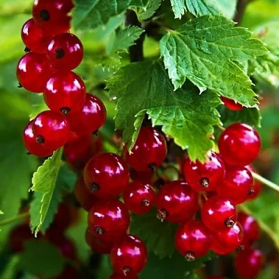 Смородина красная РОЛАН в Туле