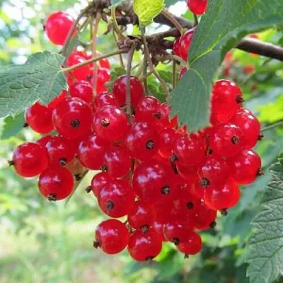 Смородина красная КРАСНАЯ АНДРЕЙЧЕНКО в Туле