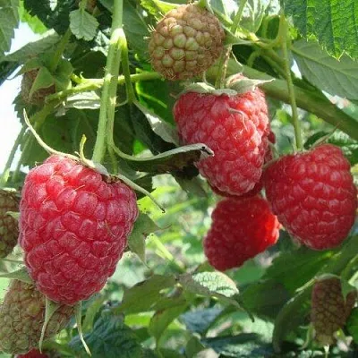 Малина КОЛОКОЛЬЧИК в Туле