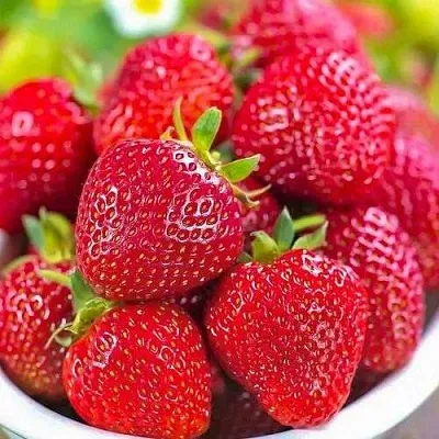 Клубника СИЛЬВИЯ  Клубника СИЛЬВИЯ в Туле