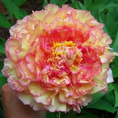 Пионы древовидные в Туле