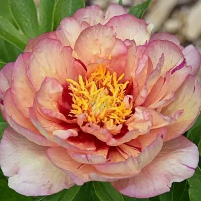 Пион КЭЛЛИС МЕМОРИ ито-гибрид  Пион КЭЛЛИС МЕМОРИ ито-гибрид в Туле