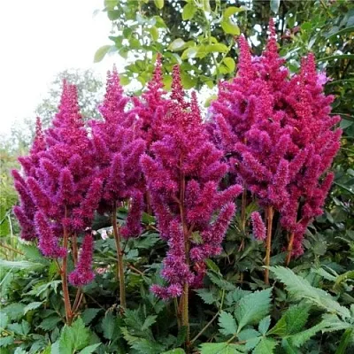 Астильба ВИЖНС китайская  Астильба ВИЖНС китайская в Туле