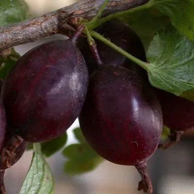 Крыжовник ЧЕЛЯБИНСКИЙ СЛАБОШИПОВАТЫЙ  Крыжовник ЧЕЛЯБИНСКИЙ СЛАБОШИПОВАТЫЙ в Туле