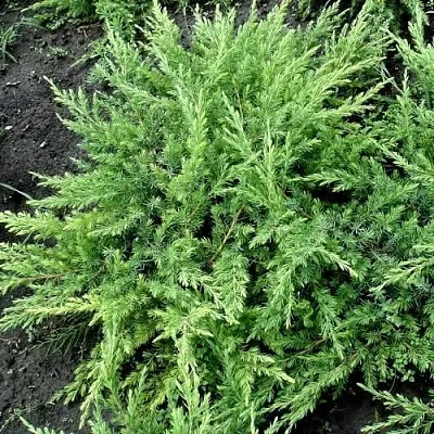 Можжевельник ШЛЯГЕР прибрежный в Туле