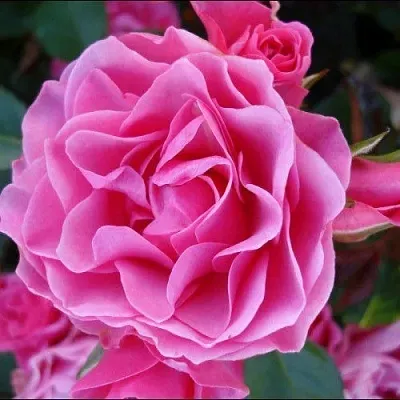 Саженцы роз АЙ ЭМ ГРЕЙТФУЛ флорибунда  Саженцы роз АЙ ЭМ ГРЕЙТФУЛ флорибунда в Туле