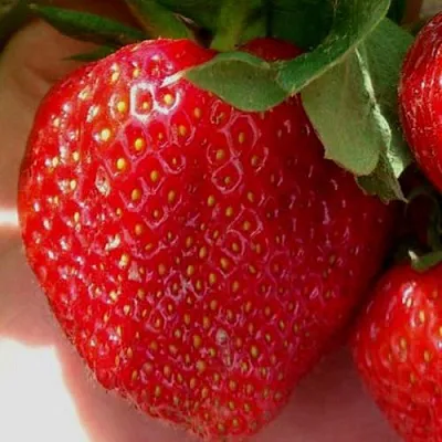 Клубника МАГНУС  Клубника МАГНУС в Туле