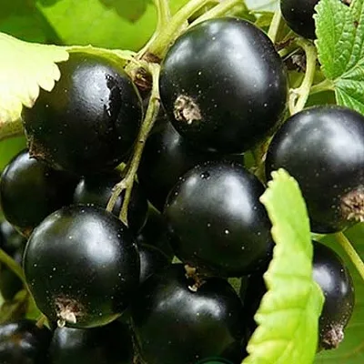 Смородина черная ЭБОНИ  Смородина черная ЭБОНИ в Туле