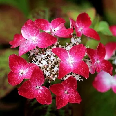 Гортензия КУРЕНАИ пильчатая в Туле