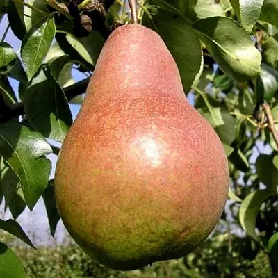 Груша КИРГИЗСКАЯ ЗИМНЯЯ в Туле