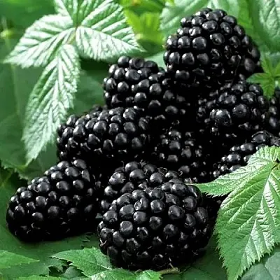 Ежевика БЛЭК БЬЮТИ  Ежевика БЛЭК БЬЮТИ в Туле